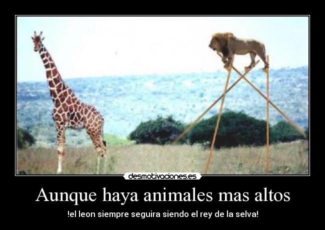 Aunque haya animales mas altos - 