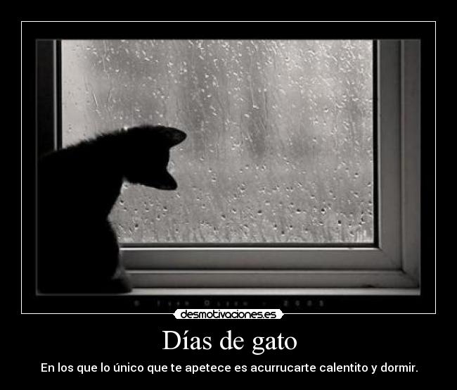 Días de gato - 