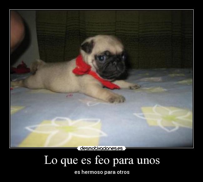 carteles feo unos hermoso otros desmotivaciones