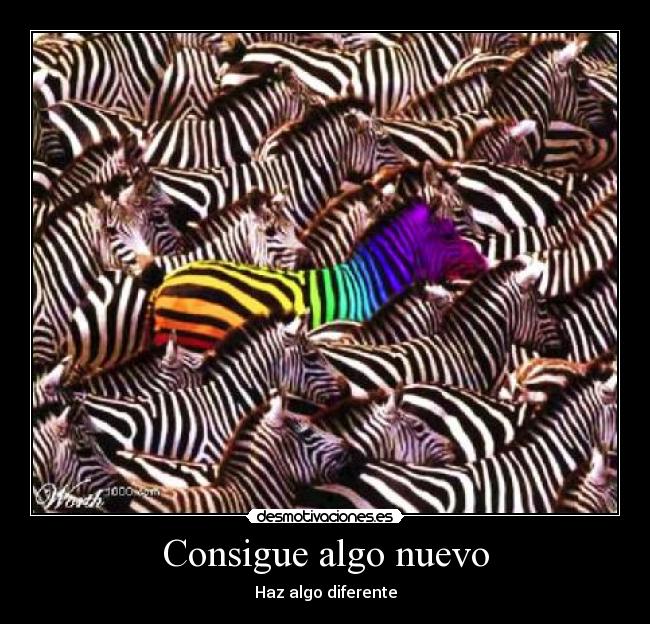 Consigue algo nuevo - 