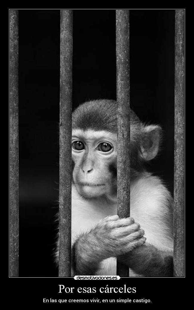 carteles carcel desmotivaciones