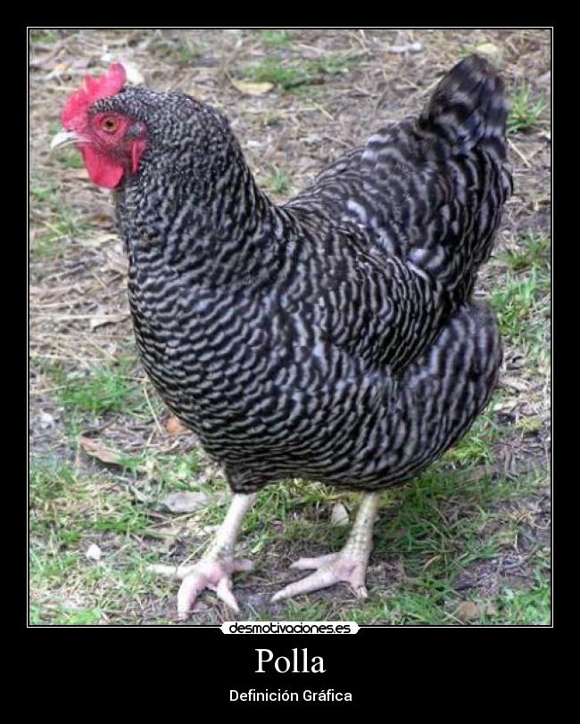 Polla - Definición Gráfica