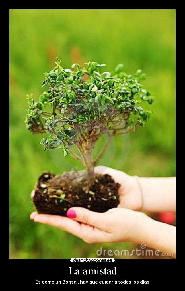 La amistad - Es como un Bonsai, hay que cuidarla todos los días.