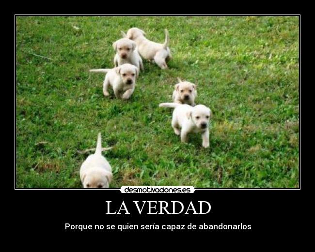 LA VERDAD - Porque no se quien sería capaz de abandonarlos
