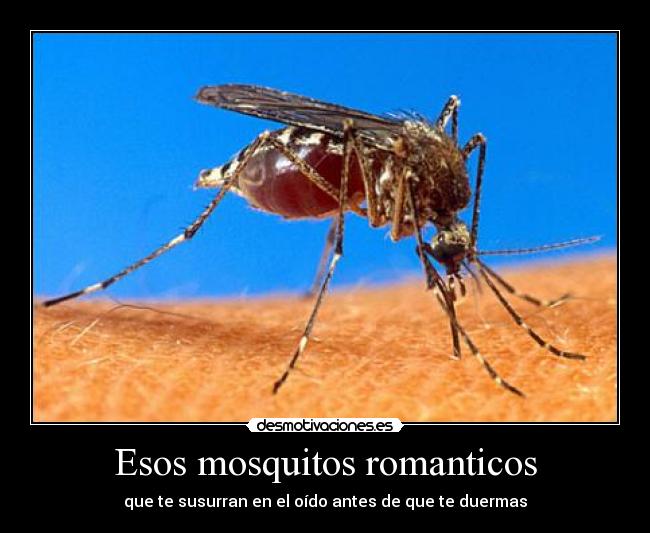 Esos mosquitos romanticos -