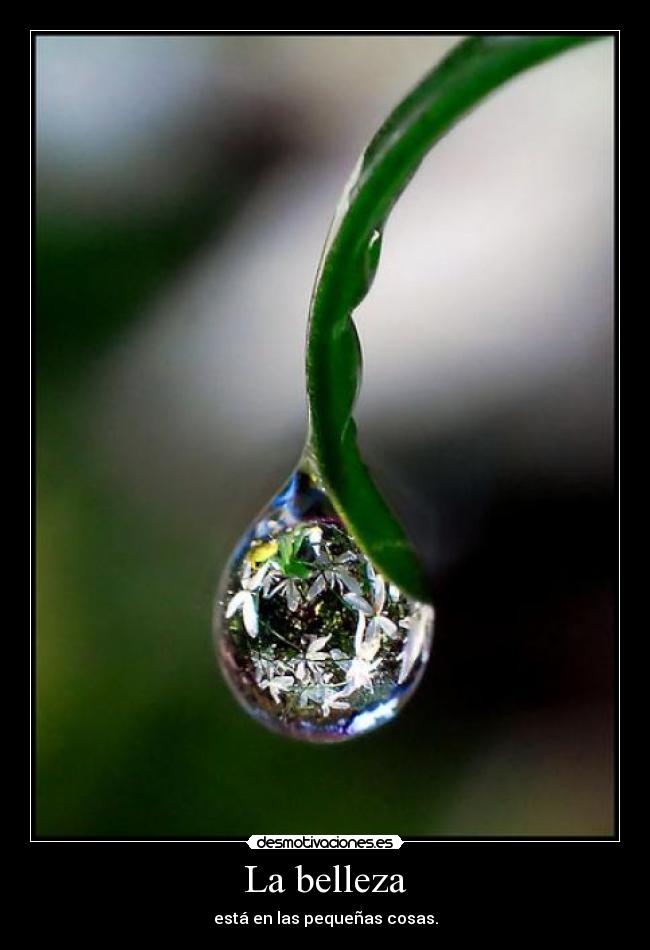 La belleza - está en las pequeñas cosas.