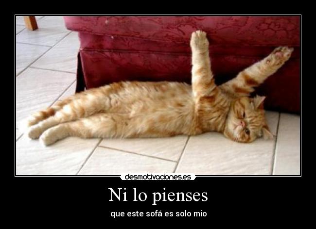 Ni lo pienses - que este sofá es solo mio