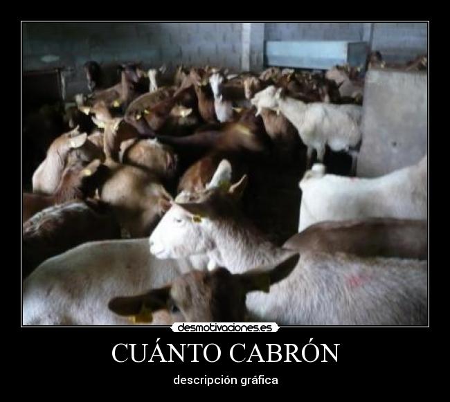 CUÁNTO CABRÓN - descripción gráfica