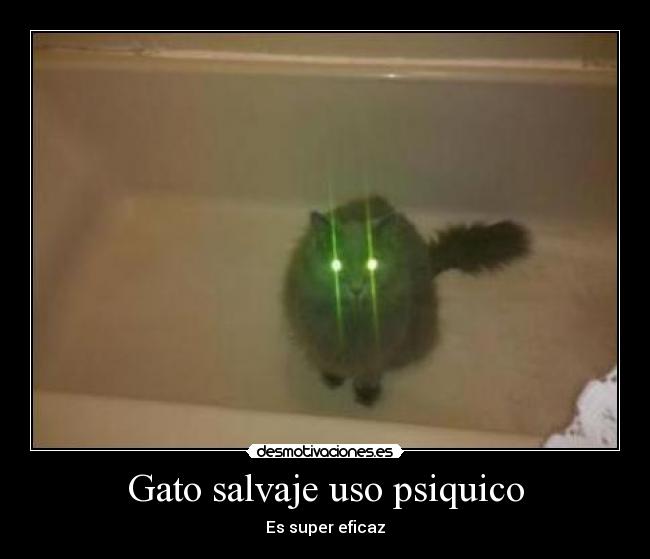 Gato salvaje uso psiquico - 