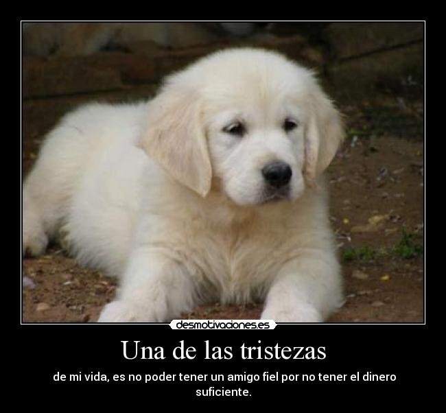 carteles tristeza amigo fiel perro desmotivaciones