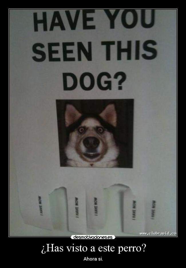 ¿Has visto a este perro? - Ahora si.