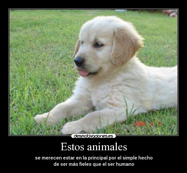 Estos animales - se merecen estar en la principal por el simple hecho
de ser más fieles que el ser humano