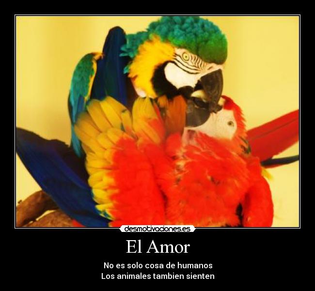 El Amor - 