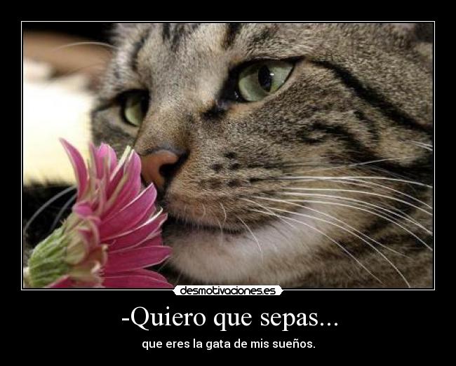 -Quiero que sepas... - que eres la gata de mis sueños.