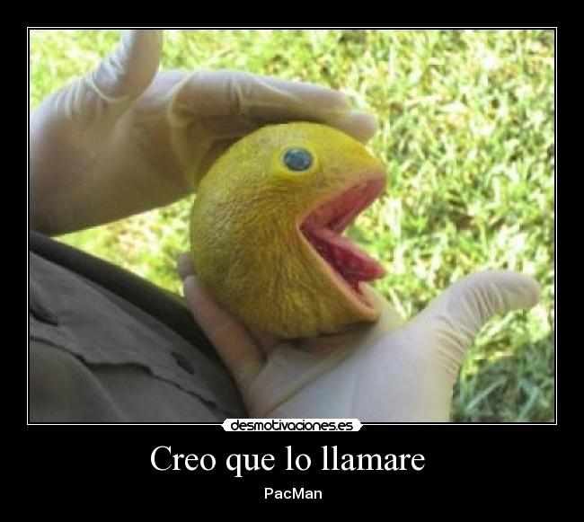 Creo que lo llamare -