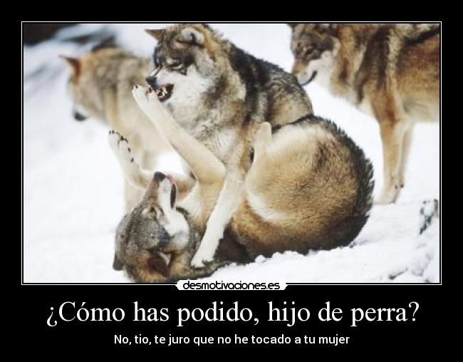 ¿Cómo has podido, hijo de perra? - 