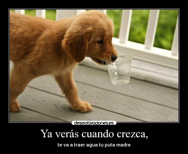 carteles cachorro agua tierno puta madre desmotivaciones