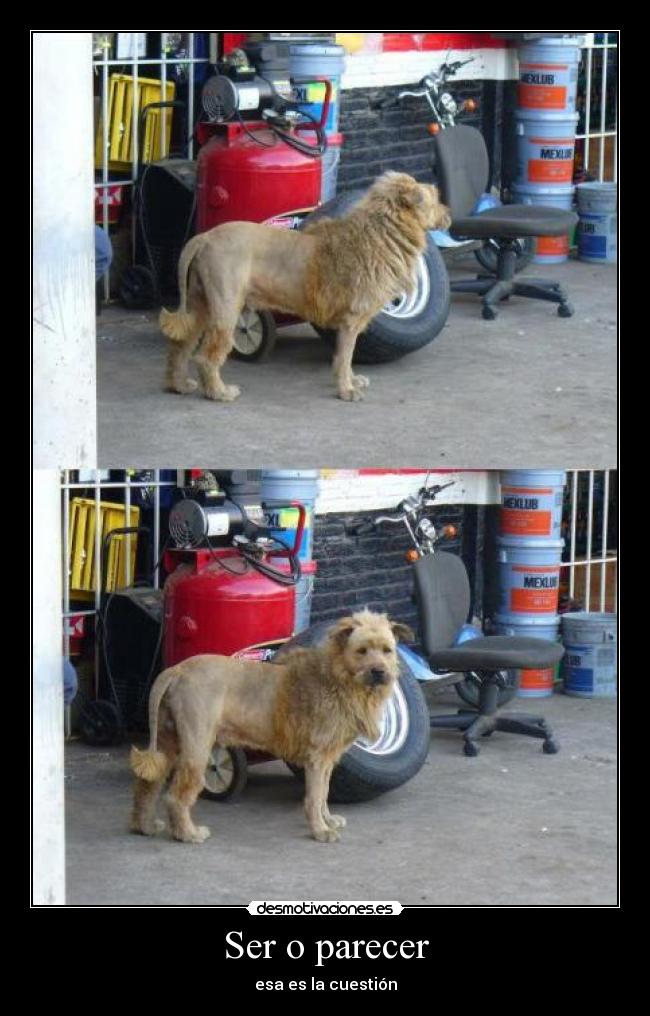 Ser o parecer - esa es la cuestión