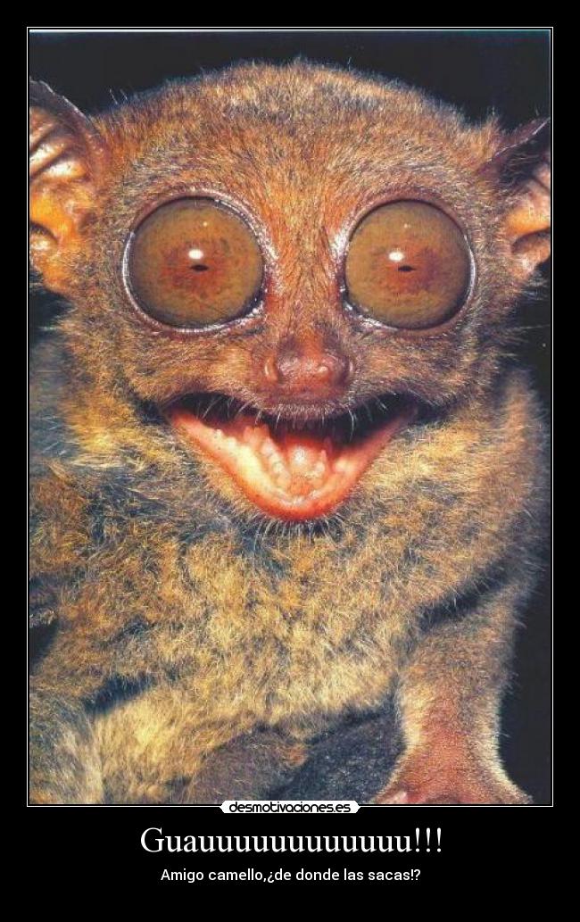 carteles camellodrogas desmotivaciones