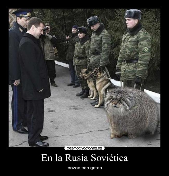 En la Rusia Soviética - cazan con gatos