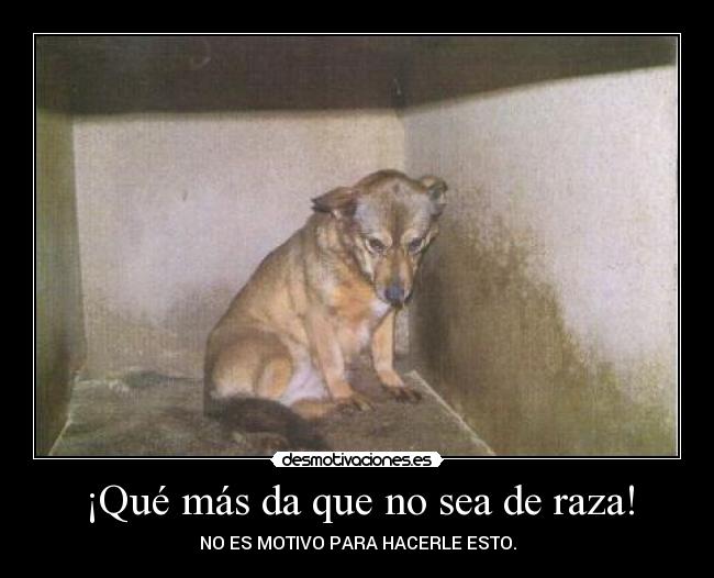 ¡Qué más da que no sea de raza! -