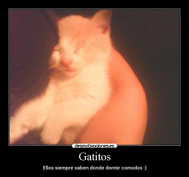 Gatitos -