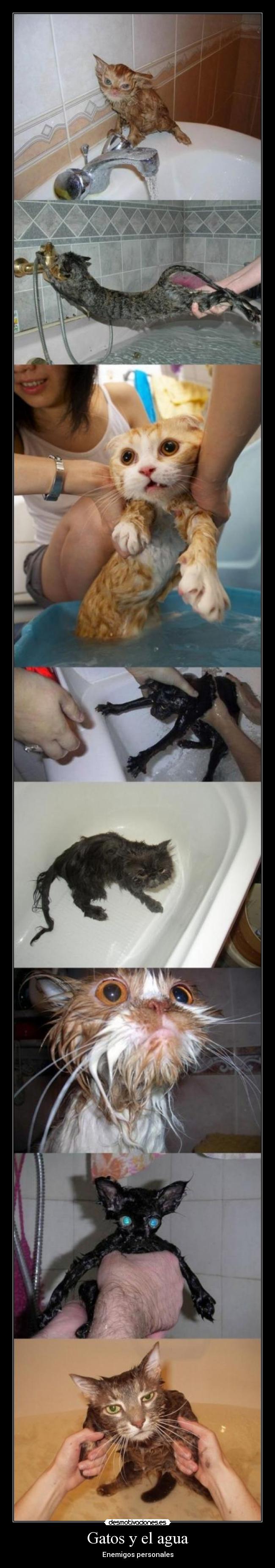 Gatos y el agua - 