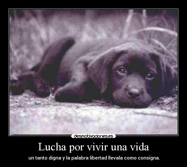 Lucha por vivir una vida - 