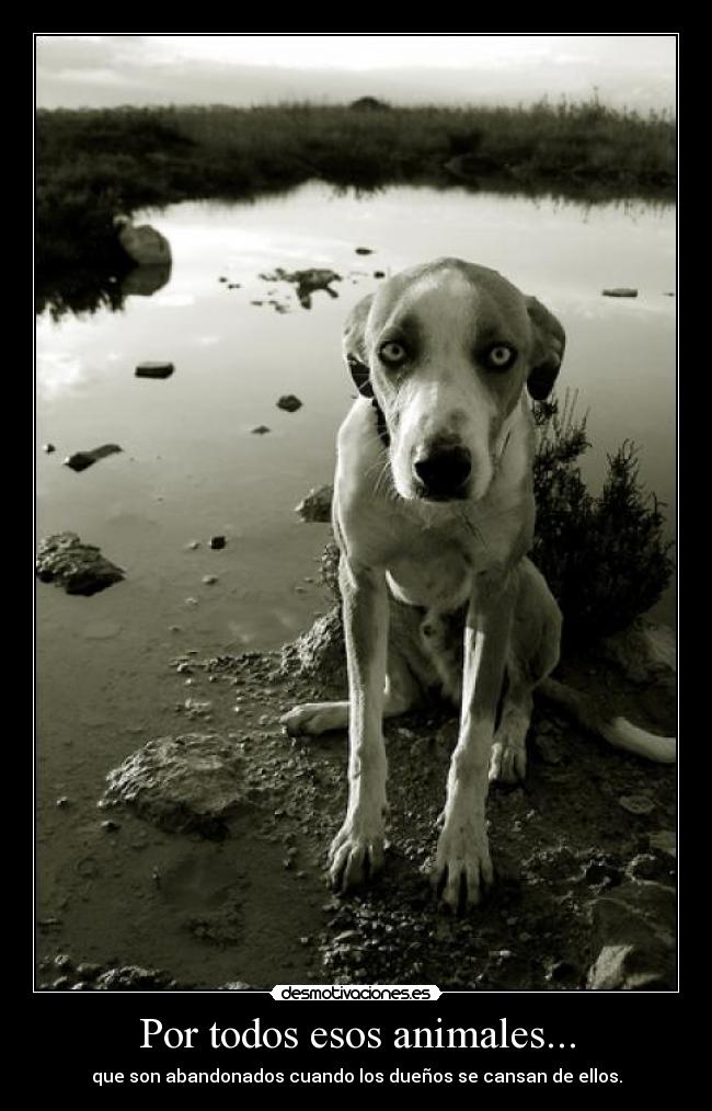 Por todos esos animales... - que son abandonados cuando los dueños se cansan de ellos.