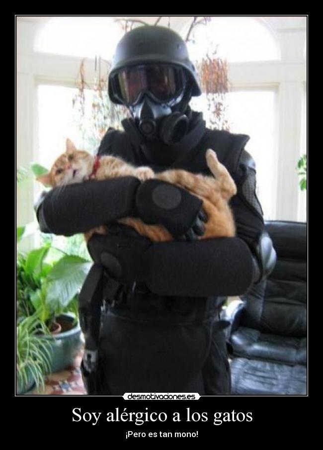 carteles gatos gato desmotivaciones