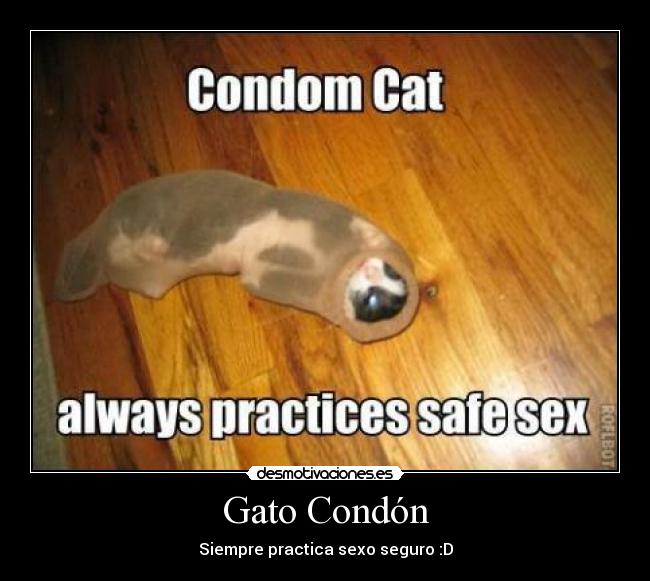 Gato Condón - 