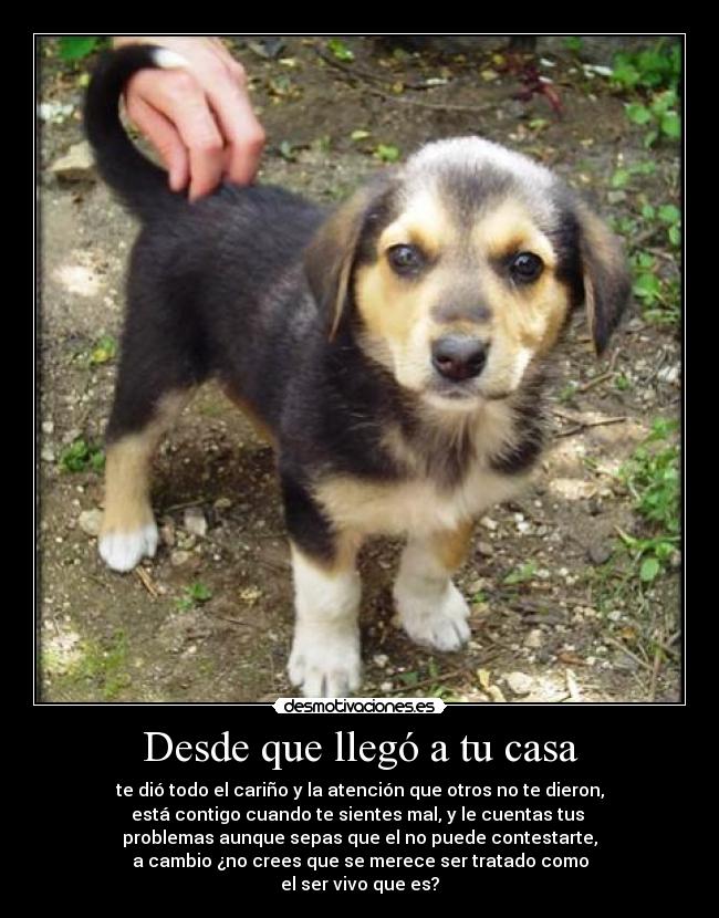 Desde que llegó a tu casa - 