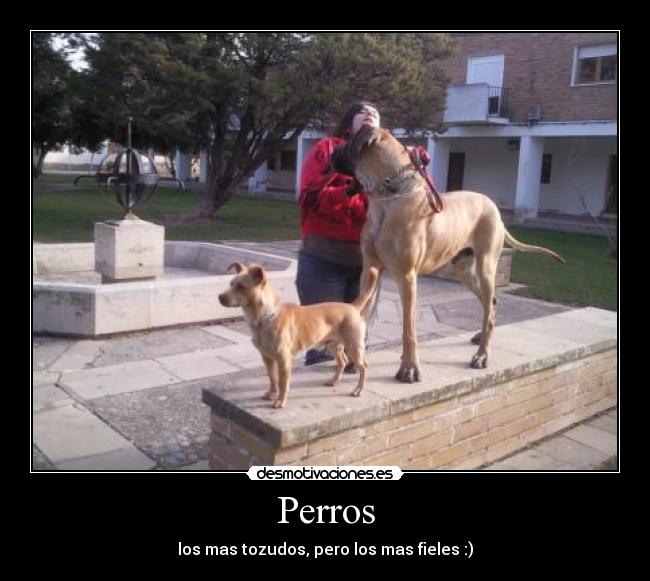 Perros -