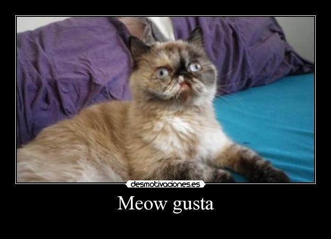 Meow gusta - 