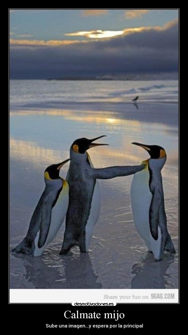 Calmate mijo - Sube una imagen...y espera por la principal
