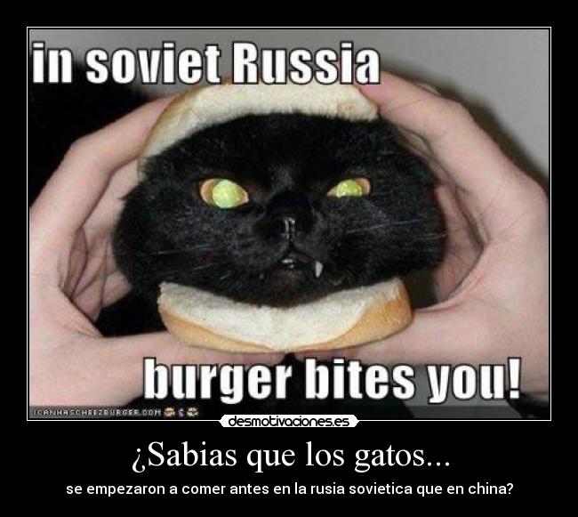 ¿Sabias que los gatos... - se empezaron a comer antes en la rusia sovietica que en china?