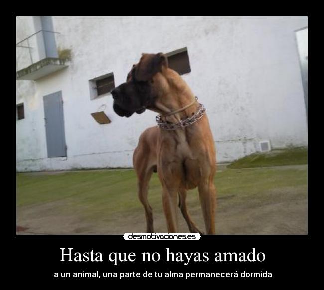 Hasta que no hayas amado -  a un animal, una parte de tu alma permanecerá dormida