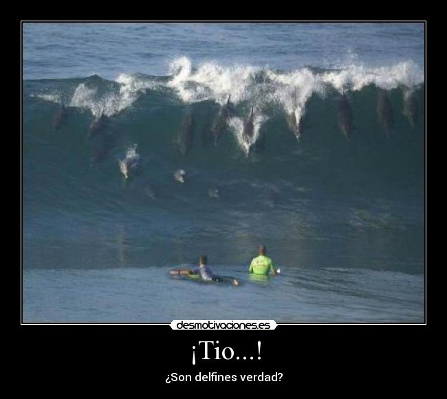 ¡Tio...! - ¿Son delfines verdad?