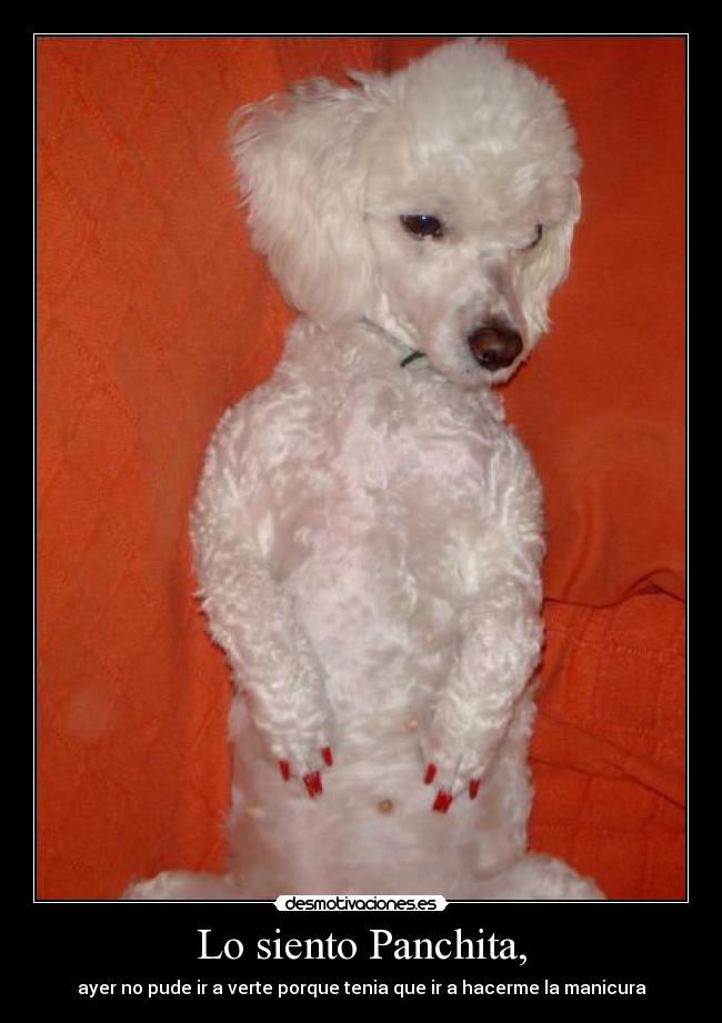 Lo siento Panchita, -