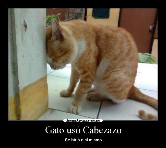 Gato usó Cabezazo - 