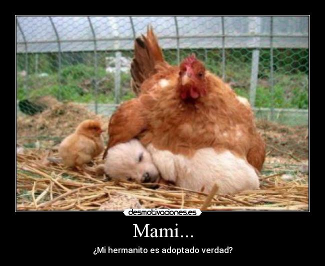 Mami... - ¿Mi hermanito es adoptado verdad?