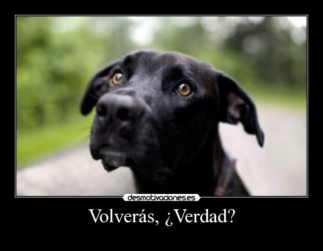 Volverás, ¿Verdad? -