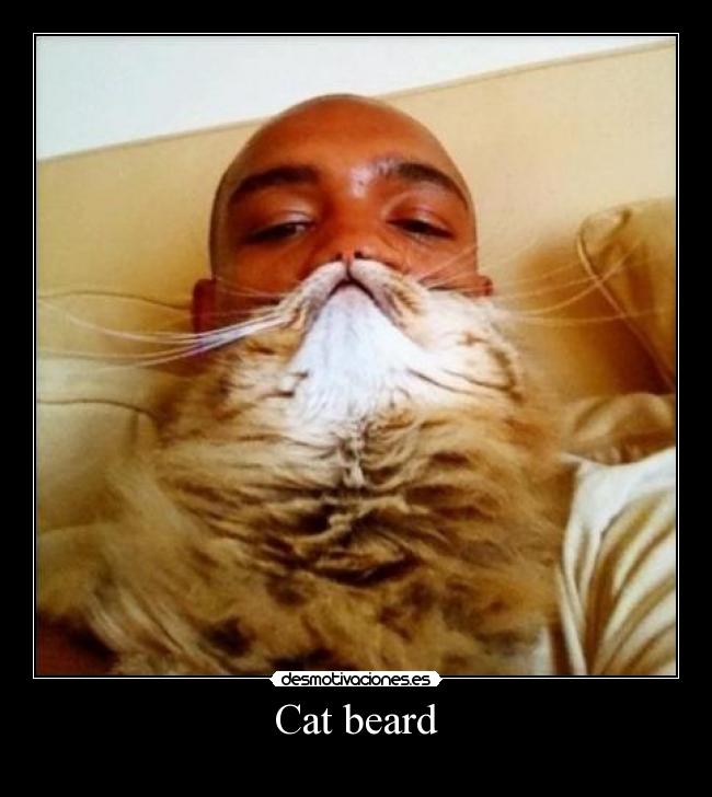 Cat beard -