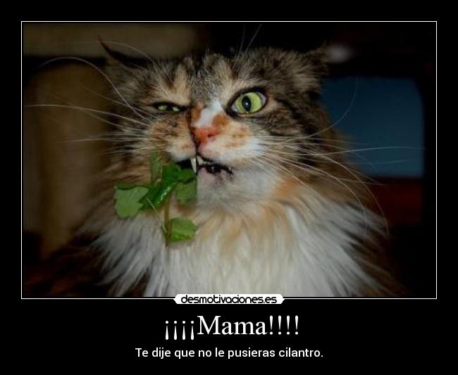 ¡¡¡¡Mama!!!! - Te dije que no le pusieras cilantro.