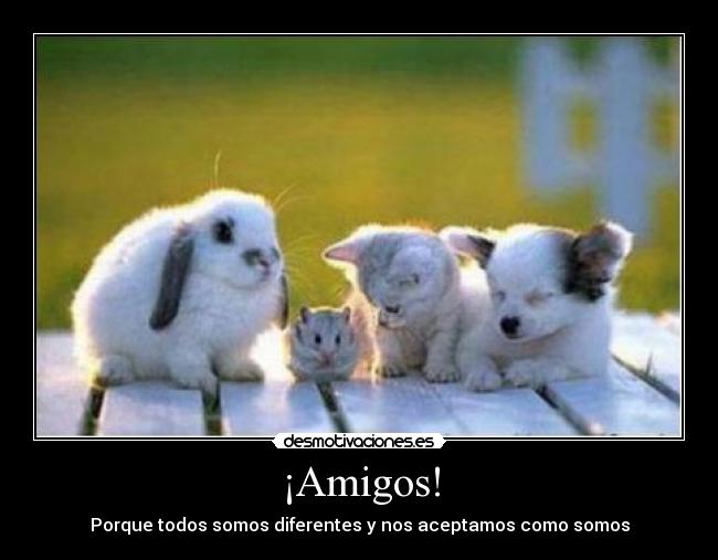 ¡Amigos! - Porque todos somos diferentes y nos aceptamos como somos