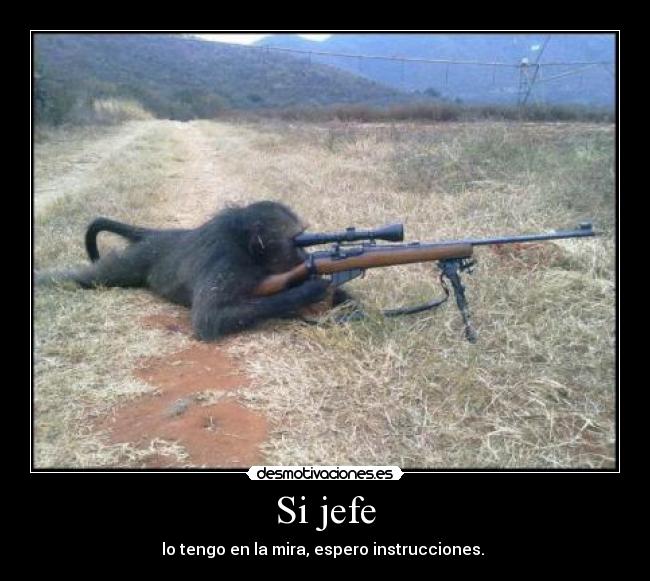 Si jefe - 