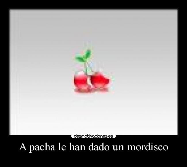 A pacha le han dado un mordisco - 