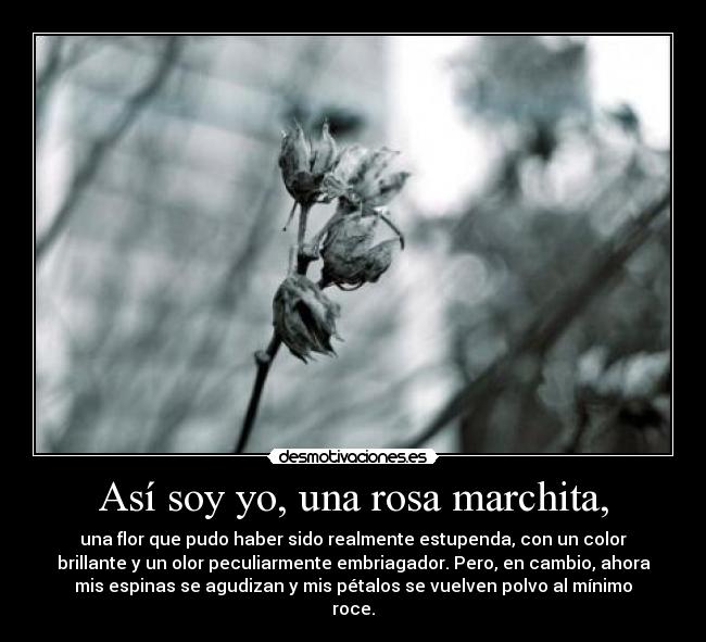 Así soy yo, una rosa marchita, -