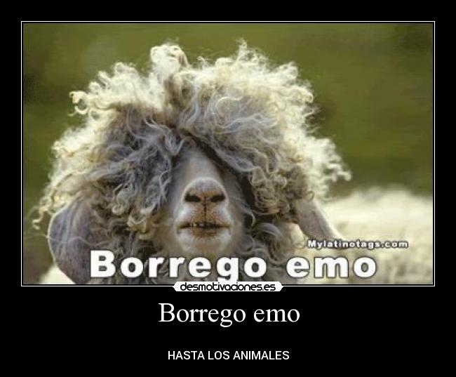 Borrego emo - 