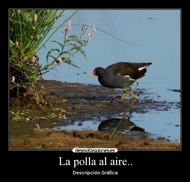 La polla al aire.. -
